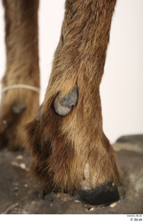 Alpine chamois Rupicapra rupicapra foot hoof leg 0013.jpg